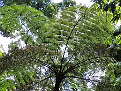CairnsTC410 Millaa Millaa Falls